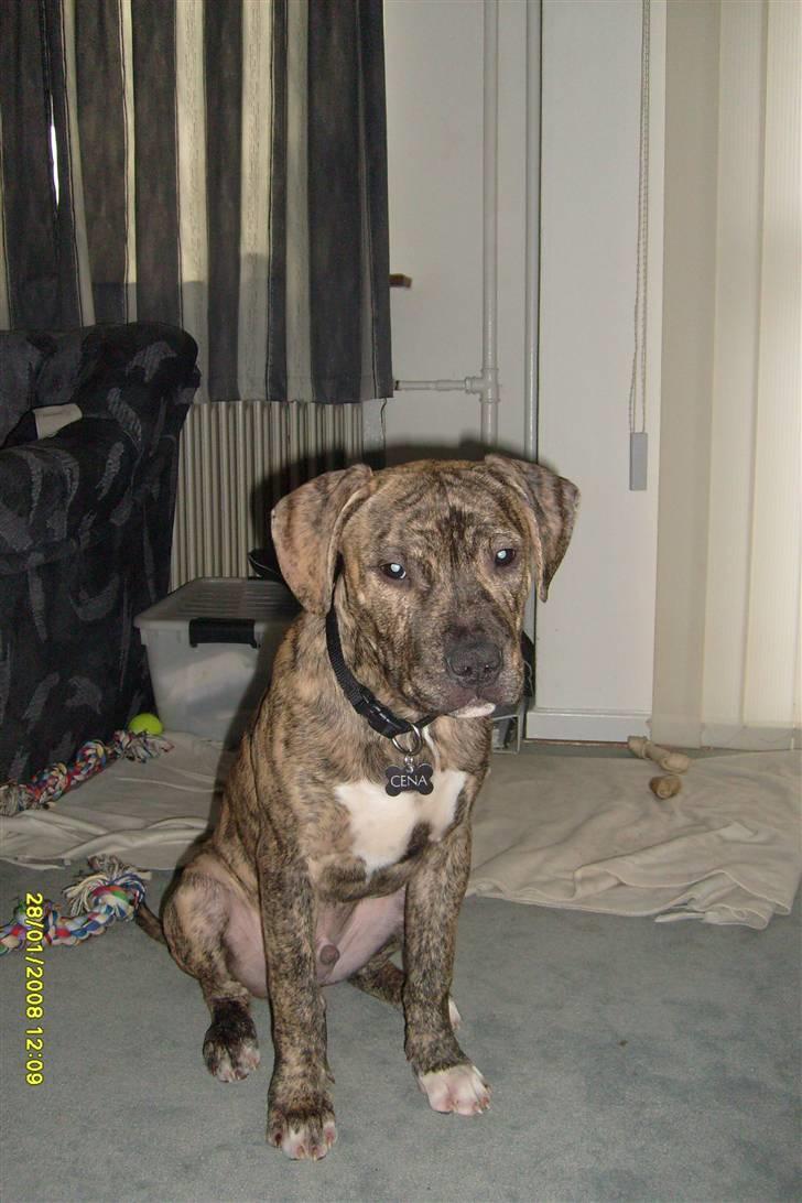 Blanding af racer cena R.I.P billede 6