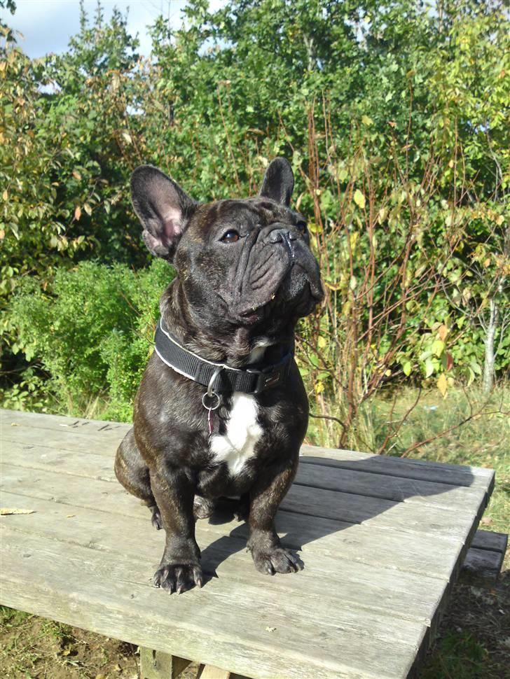 Fransk bulldog  - Louie B. Murphy - Kong Louie :-) billede 1