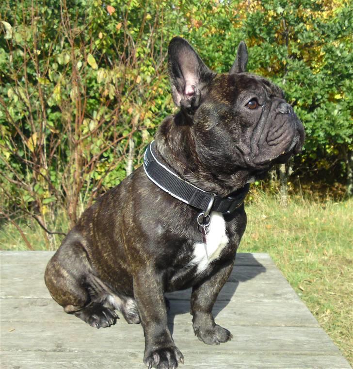 Fransk bulldog  - Louie B. Murphy billede 2