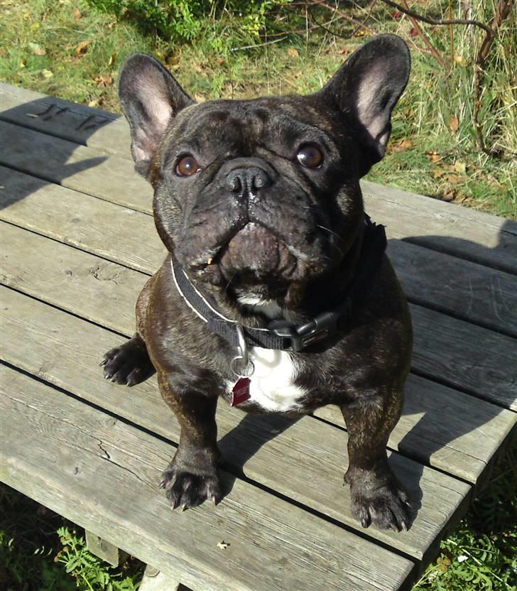 Fransk bulldog  - Louie B. Murphy billede 3