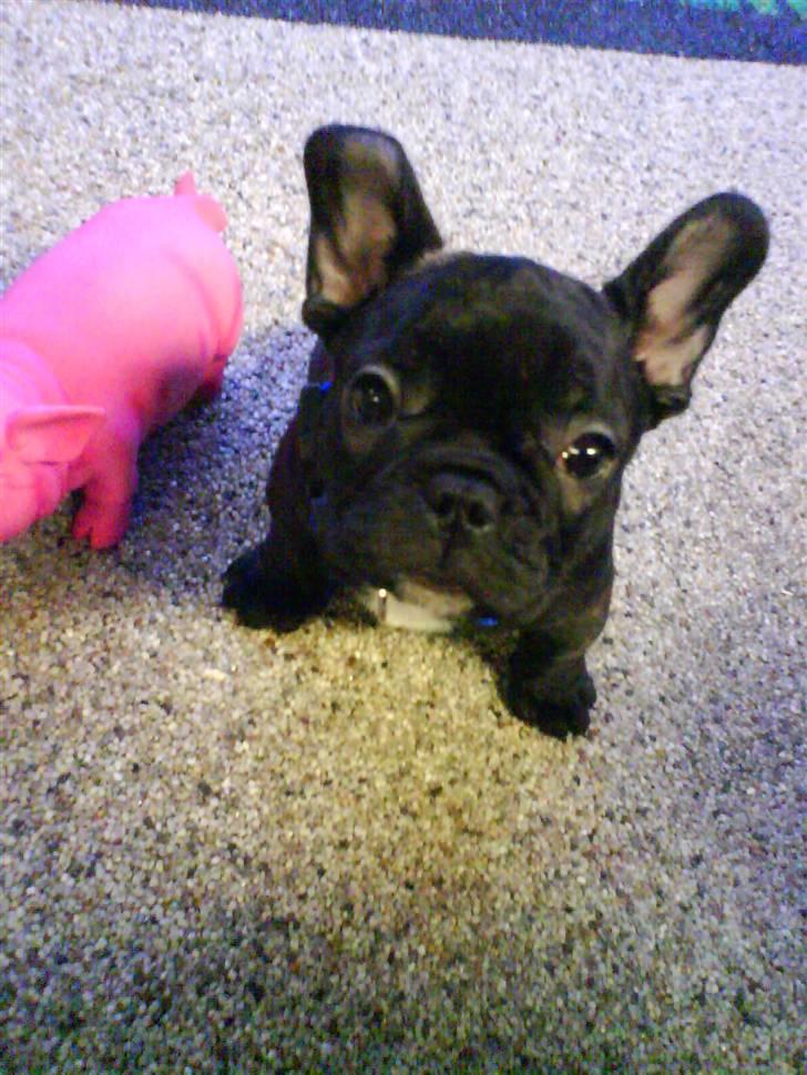 Fransk bulldog  - Louie B. Murphy - Da han var lille var han næsten ikke større end sin lille gris billede 4