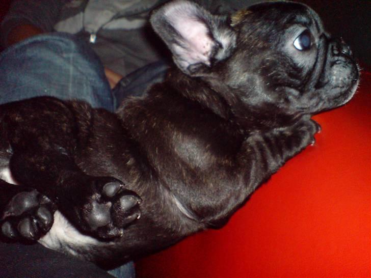 Fransk bulldog  - Louie B. Murphy - "Hjælp jeg falder ned!" billede 5