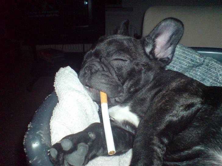 Fransk bulldog  - Louie B. Murphy - En rigtig slaper :-) billede 6