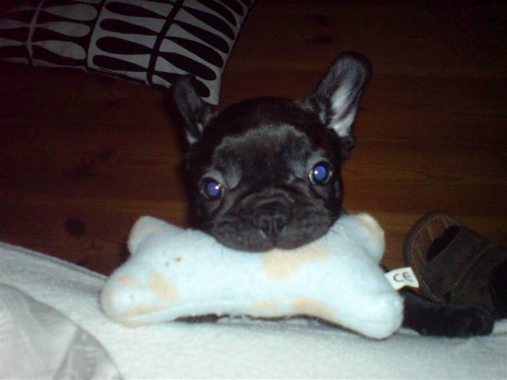Fransk bulldog  - Louie B. Murphy - "Må jeg komme i sengen nu?" Da han var lille troede han at han måtte komme i sengen hvis han havde noget legetøj med. Nu må han være i sengen hele tiden  billede 7