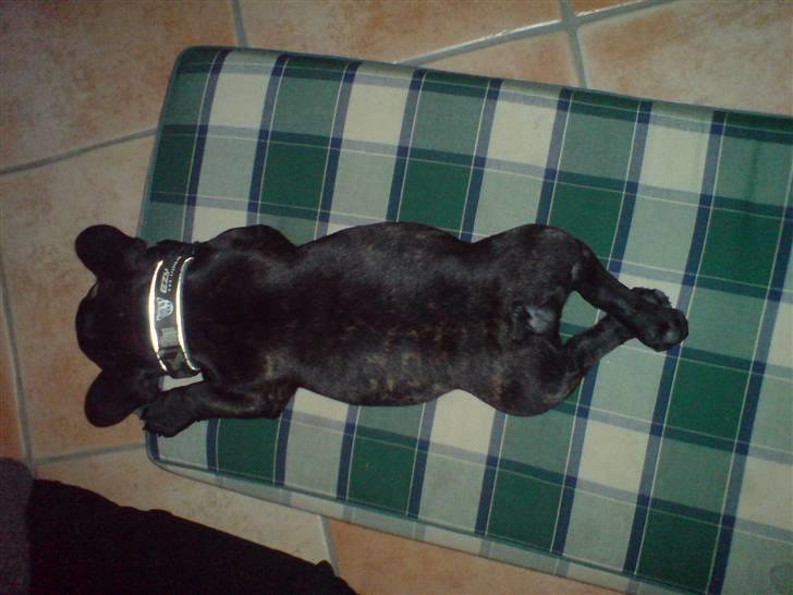 Fransk bulldog  - Louie B. Murphy - Man er vel et hyggedyr :-) billede 8