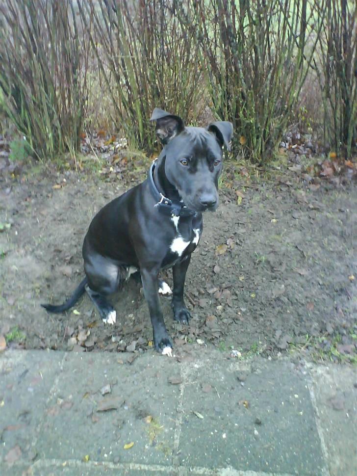 Amerikansk staffordshire terrier Baune B. Bounty billede 1