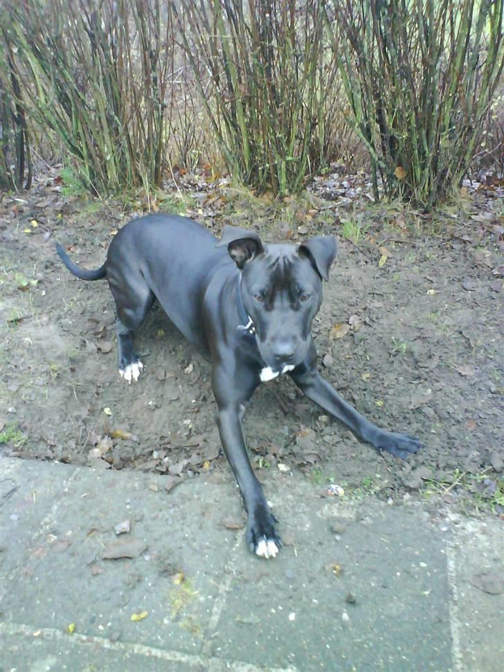 Amerikansk staffordshire terrier Baune B. Bounty billede 2