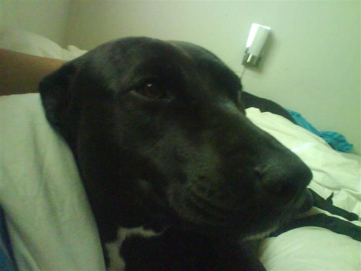 Amerikansk staffordshire terrier Baune B. Bounty billede 3