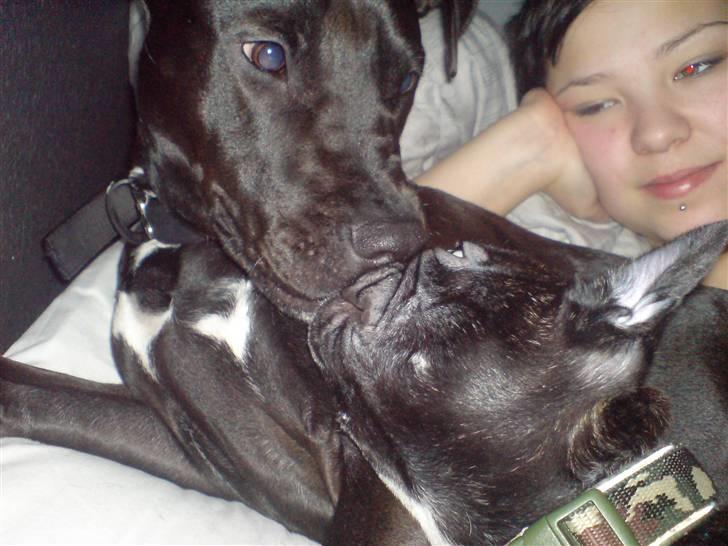 Amerikansk staffordshire terrier Baune B. Bounty billede 4