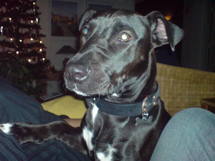 Amerikansk staffordshire terrier Baune B. Bounty billede 5