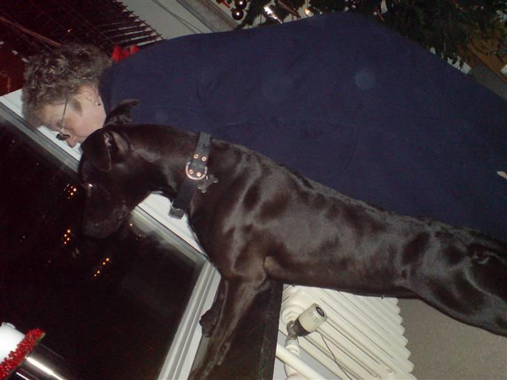 Amerikansk staffordshire terrier Baune B. Bounty billede 6