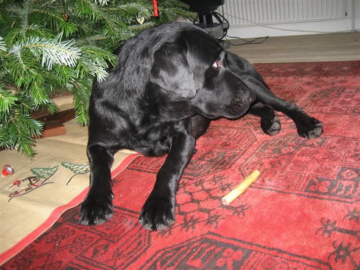 Labrador retriever Carlo billede 17