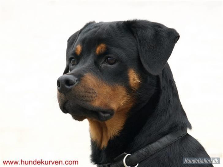 Rottweiler Bimmer 12/8-07 - 6/8-08 - Her holder jeg lige øje med det hele. billede 1