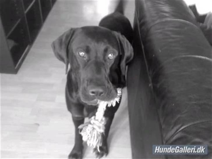 Blanding af racer Charlie 10/2-06 - 1/12-09 billede 12