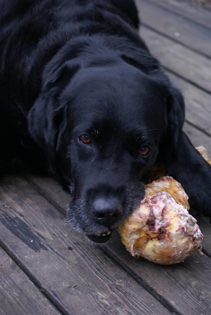 Labrador retriever Jensen billede 11