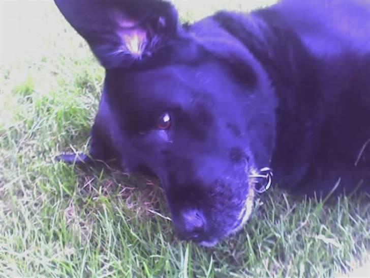 Labrador retriever Jensen billede 12