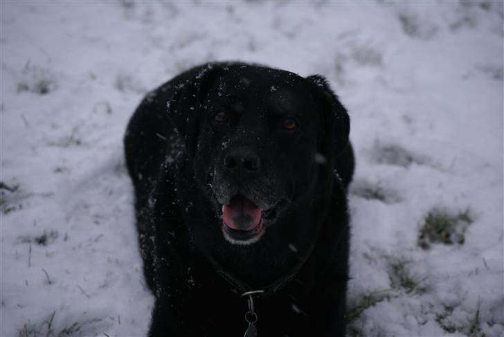 Labrador retriever Jensen billede 13