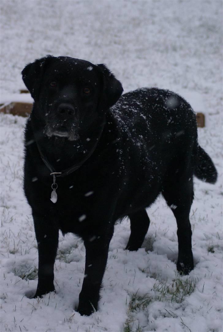 Labrador retriever Jensen billede 14