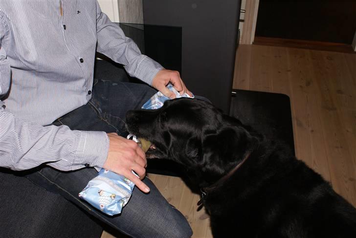 Labrador retriever Jensen billede 15