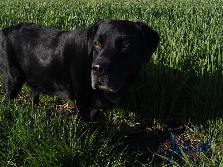 Labrador retriever Jensen billede 16