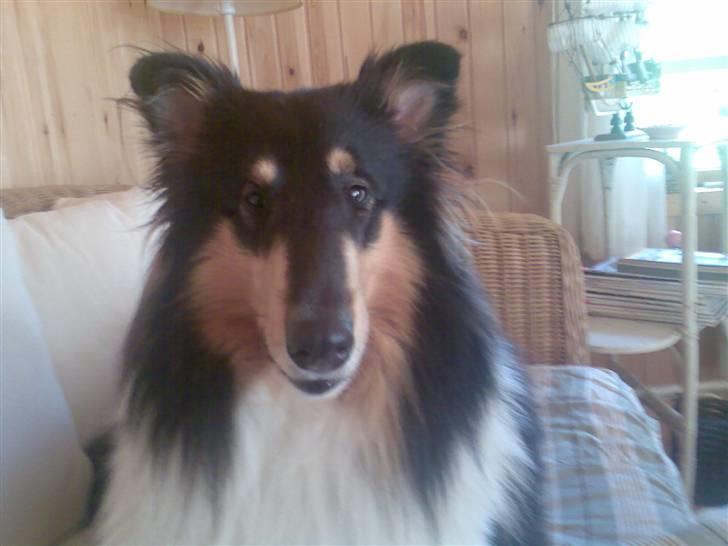 Collie langhåret * BERTHA * billede 9