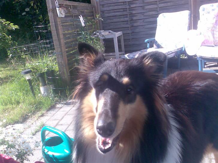 Collie langhåret * BERTHA * billede 10