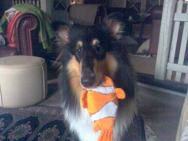 Collie langhåret * BERTHA * billede 11