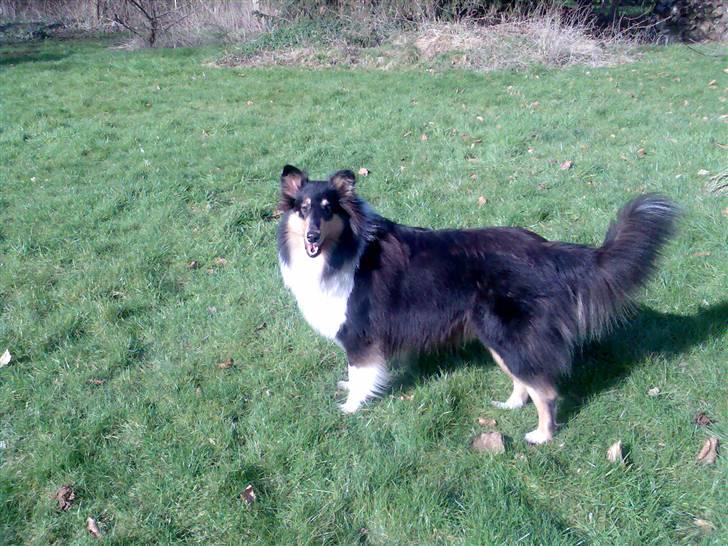 Collie langhåret * BERTHA * billede 12
