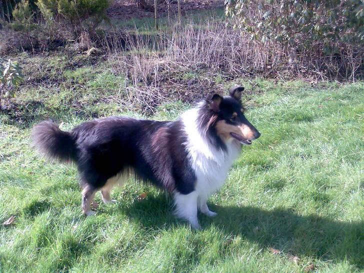 Collie langhåret * BERTHA * billede 13