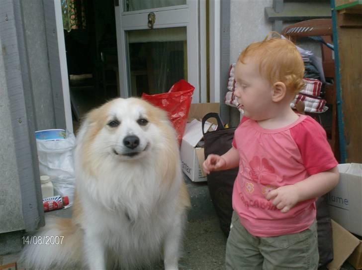 Blanding af racer Fox - Han elsker børn specielt vores gamle nabo, og så kan han smile billede 15