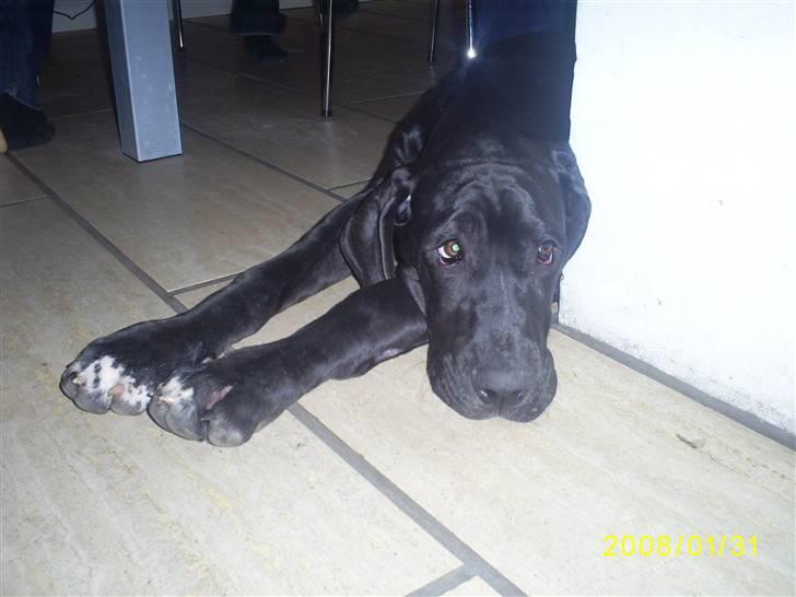 Grand danois Chili - Du kan ikke rende om hjørner med mig ;0) billede 1