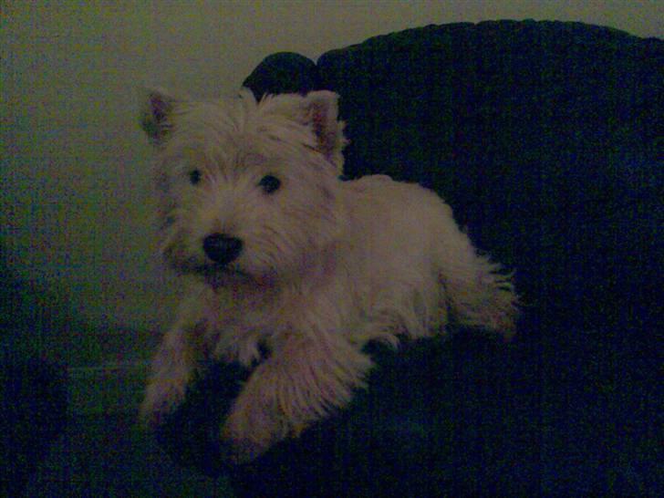 West highland white terrier Sally billede 16
