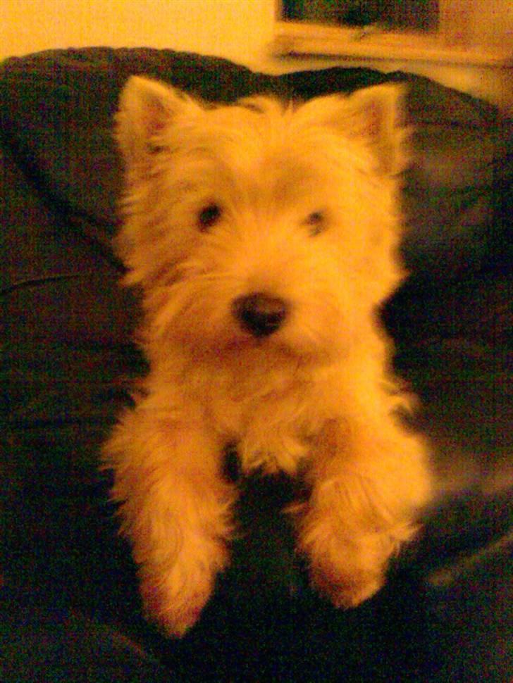 West highland white terrier Sally billede 17