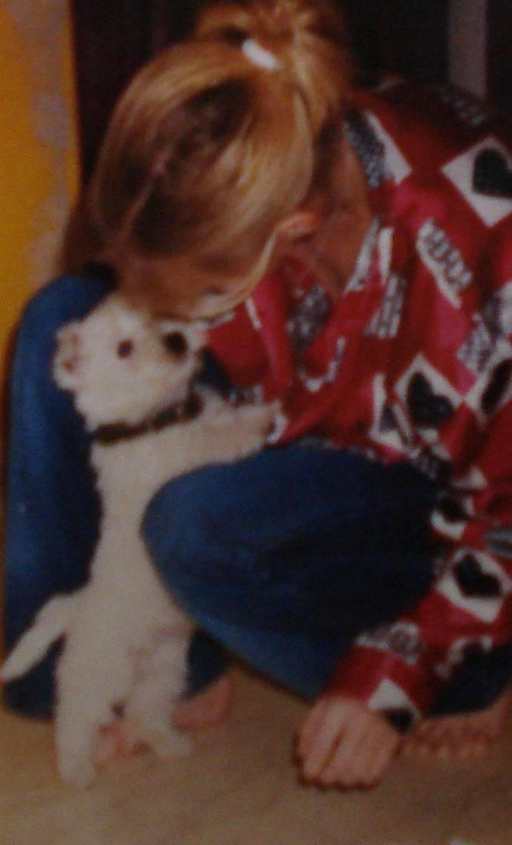 West highland white terrier Sally - Sally lillebitte billede 18