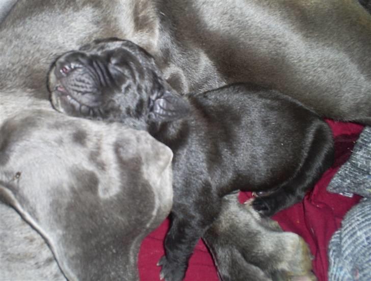 Grand danois Chili - Må jeg putte hos dig mor.......? billede 2