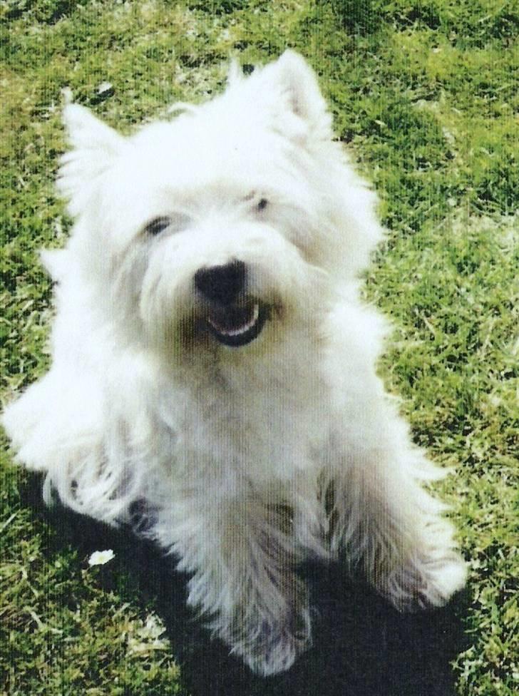 West highland white terrier Sally billede 19