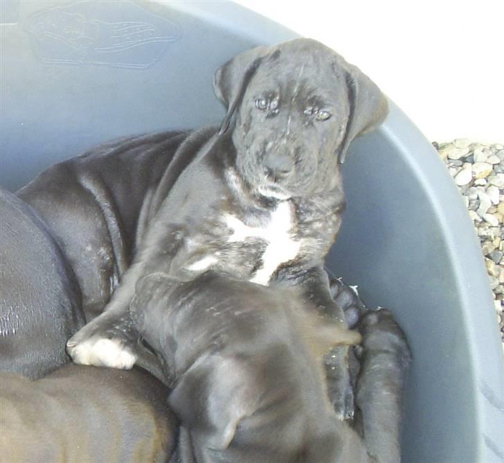 Grand danois Chili - Jeg er ikke reserveret - jeg er bare super lækker! billede 3