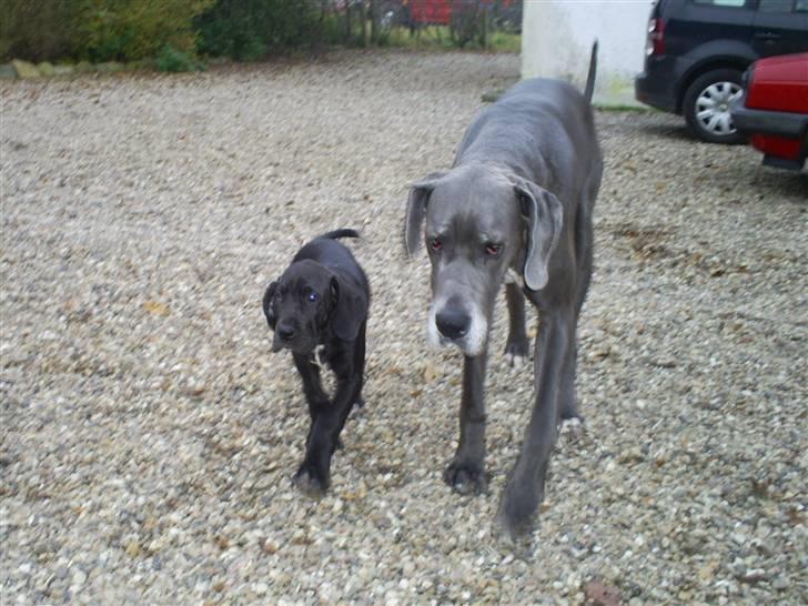 Grand danois Chili - Jeg er som snydt ud af næsen på min mor...... eller var det min far? billede 4