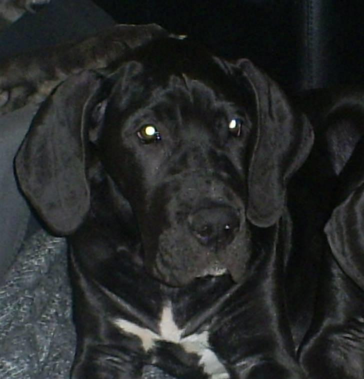 Grand danois Chili - Man skal ikke altid være sjov, nogle gange er det ok bare at være skøn! billede 5