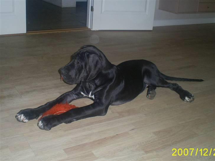 Grand danois Chili - Nåm så den kan ikke spises siger i....! billede 6