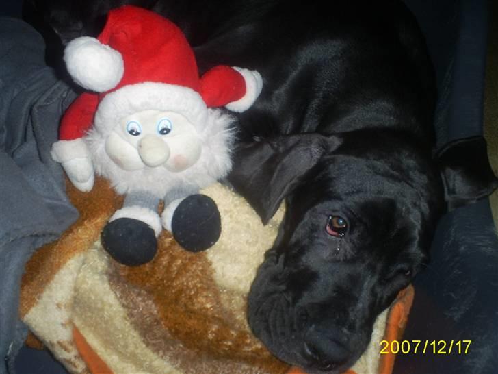 Grand danois Chili - Hvad er det for en rød fyr i har sat her, skulle det være spændende? billede 7