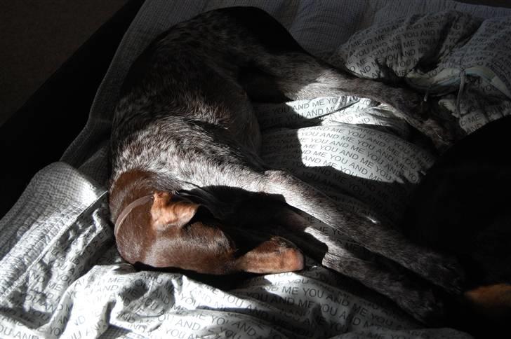 Korthåret hønsehund donna billede 2