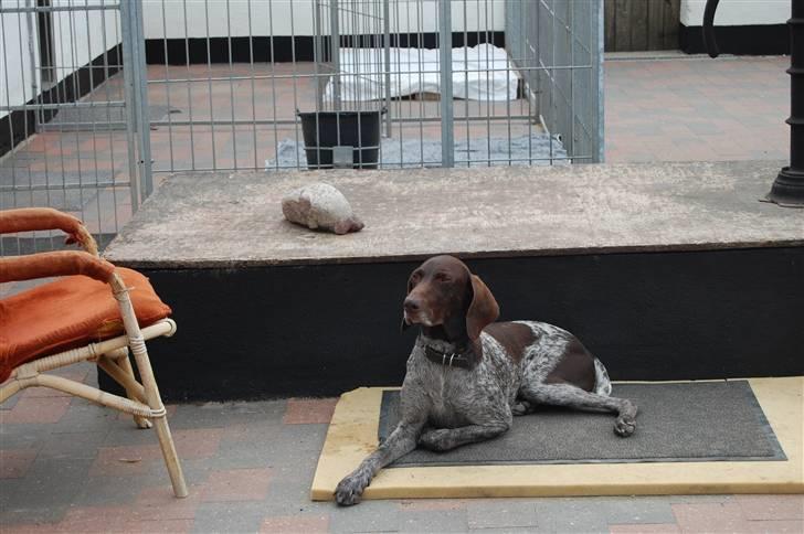Korthåret hønsehund donna billede 3