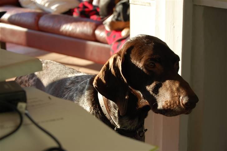 Korthåret hønsehund donna - Er det mig du snakker til?? :D billede 4