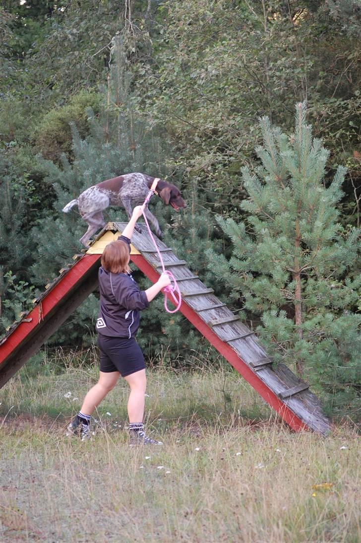 Korthåret hønsehund donna - 1 meter :P i can fly!:D billede 5