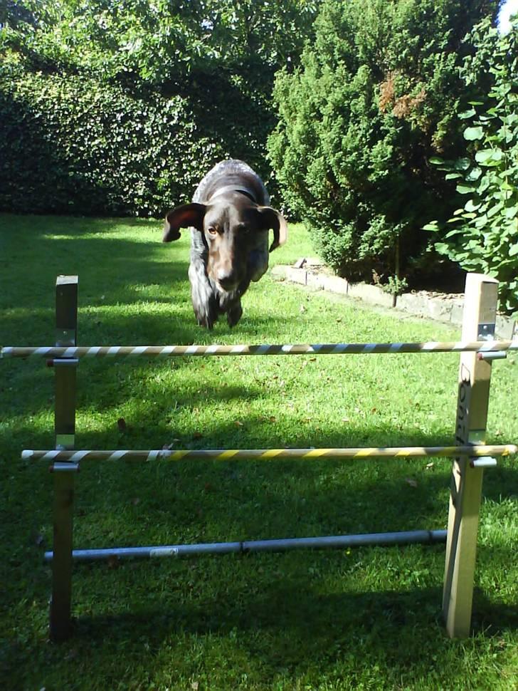 Korthåret hønsehund donna billede 6