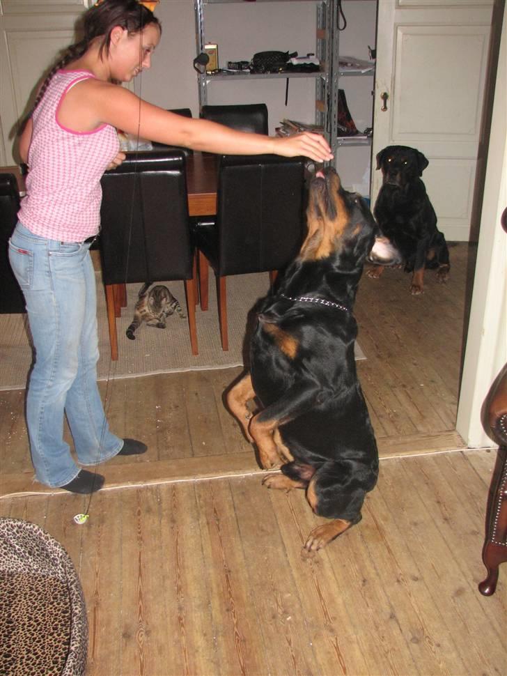 Rottweiler scago  - Sidder "Pænt" på komando. billede 18