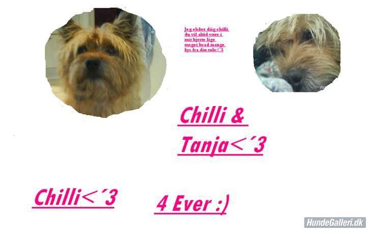 Cairn terrier chilli billede 6