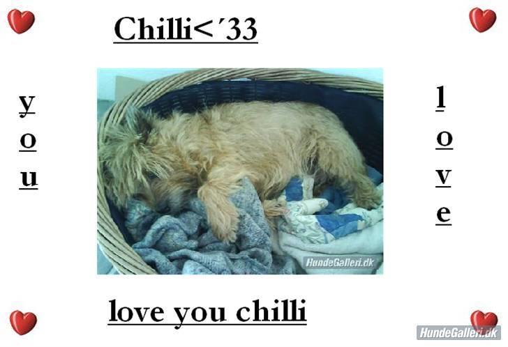 Cairn terrier chilli billede 7