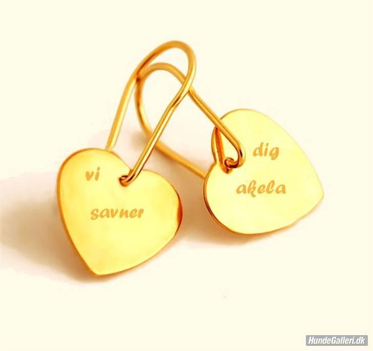 Siberian husky AKELA R.I.P. billede 10